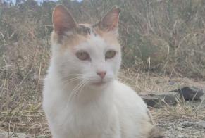 Discovery alert Cat Female , 3 years Cadaqués Spain