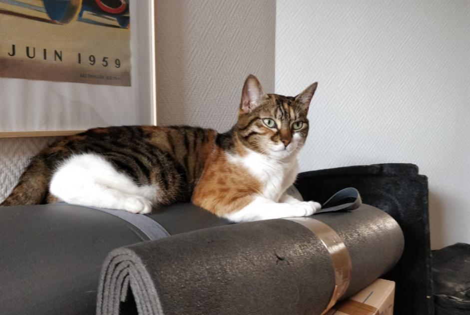 Disappearance alert Cat Female , 6 years Le Mans France