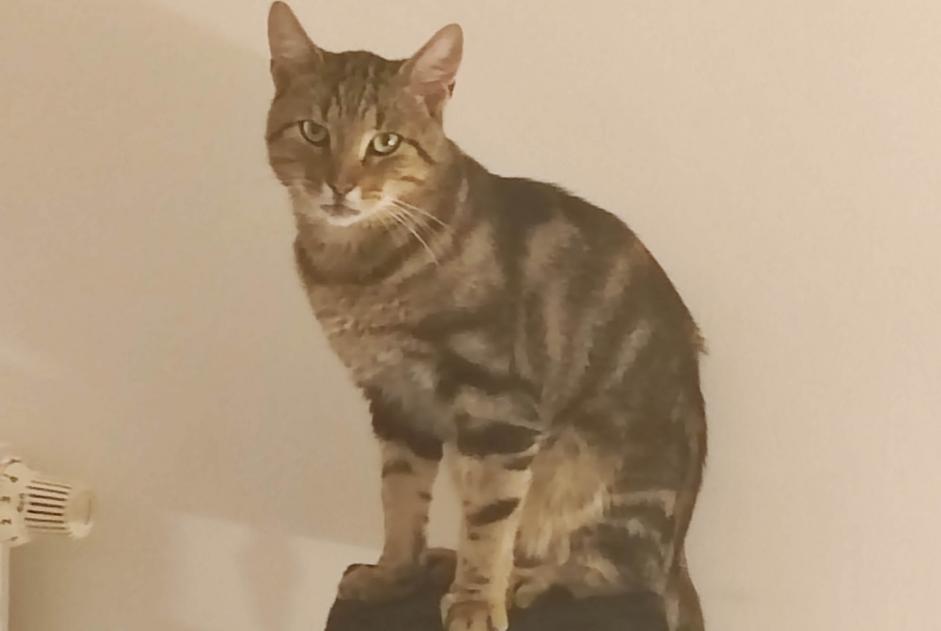 Disappearance alert Cat Male , 3 years Bully-les-Mines France