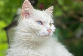 Disappearance alert Cat Female , 8 years Couture France