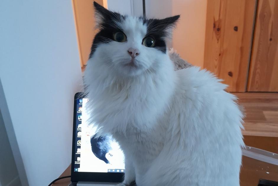 Disappearance alert Cat miscegenation Female , 4 years Maisoncelles-en-Brie France