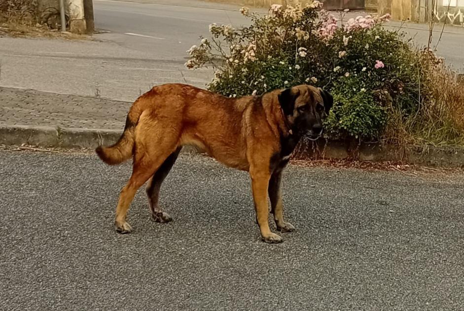 Discovery alert Dog Female Arganil Portugal