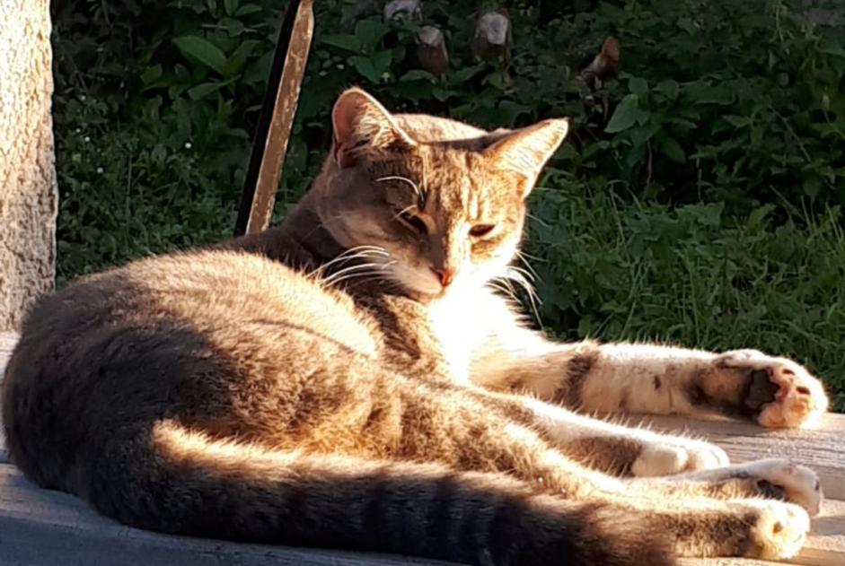 Disappearance alert Cat miscegenation Female , 3 years Bourg-Saint-Christophe France