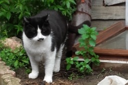 Disappearance alert Cat Male , 8 years Urbanya France