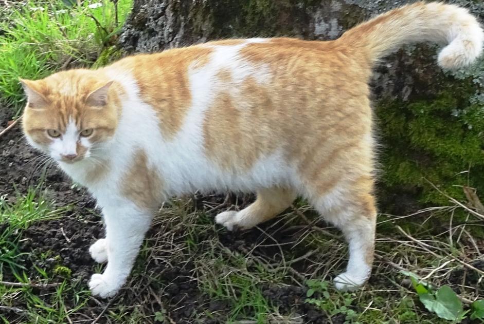 Disappearance alert Cat  Male , 5 years Saint-Priest-la-Marche France