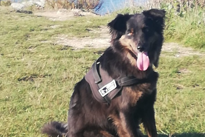 Disappearance alert Dog miscegenation Male , 4 years Languidic France