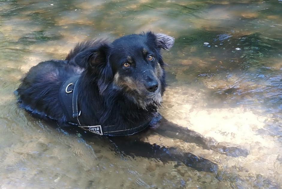 Disappearance alert Dog miscegenation Male , 4 years Languidic France