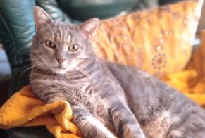 Disappearance alert Cat miscegenation Male , 12 years Pouilly-les-Nonains France