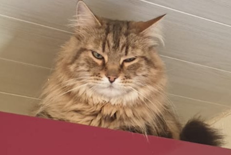 Disappearance alert Cat miscegenation Male , 6 years Le Barcarès France