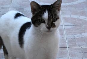 Discovery alert Cat  Male Saint-Quentin France