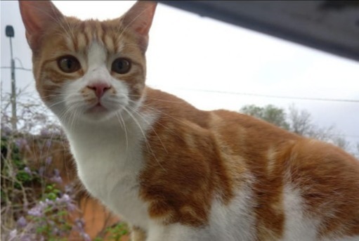 Disappearance alert Cat Male , 1 years Pérouges France