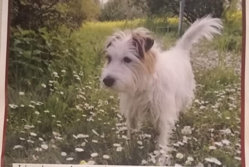 Disappearance alert Dog  Male , 9 years Chêne-Bourg Switzerland