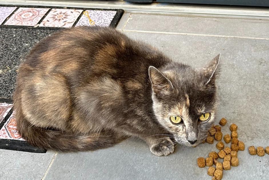 Discovery alert Cat miscegenation Female Maisons-Alfort France