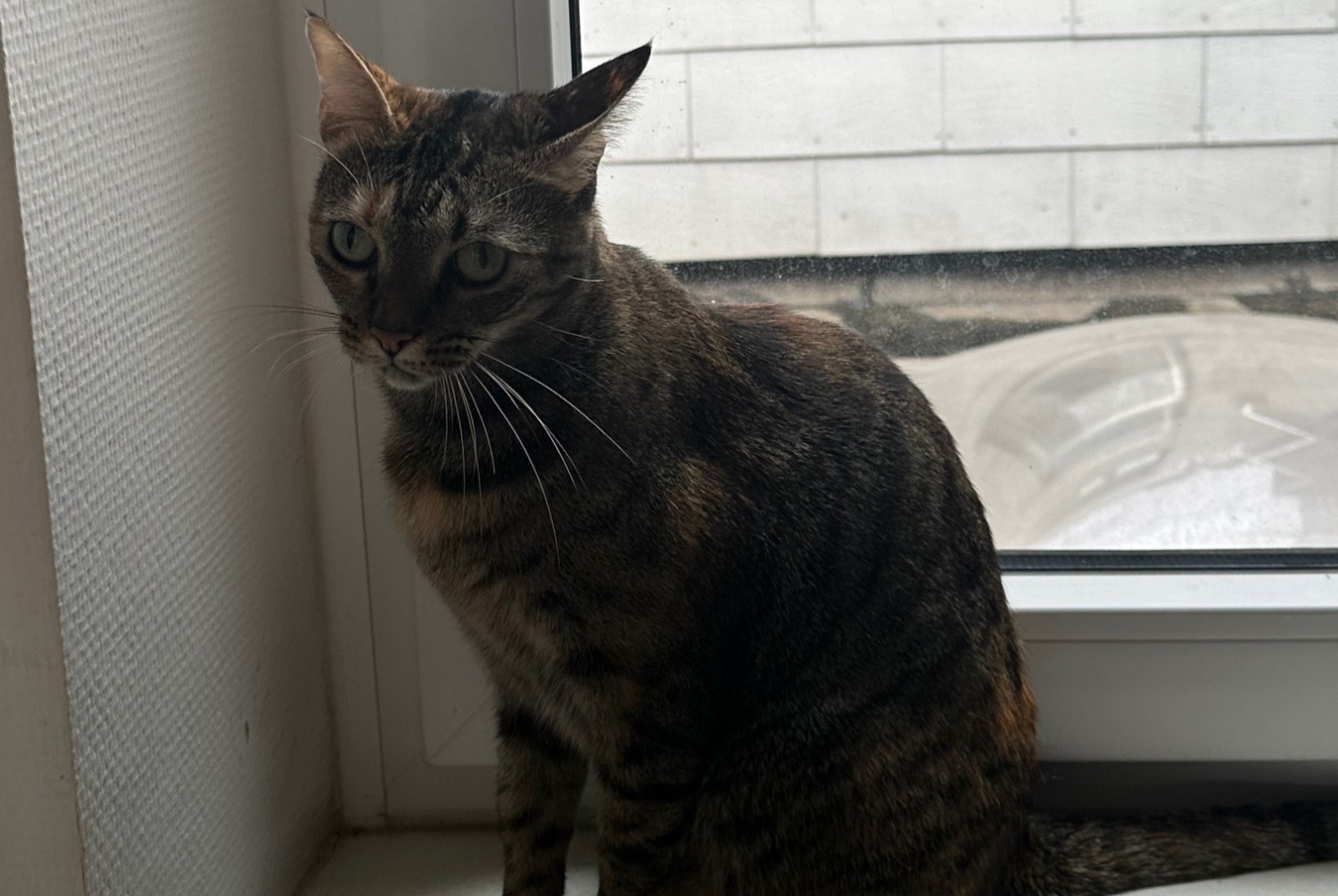 Disappearance alert Cat Female , 5 years Luxembourg Luxembourg