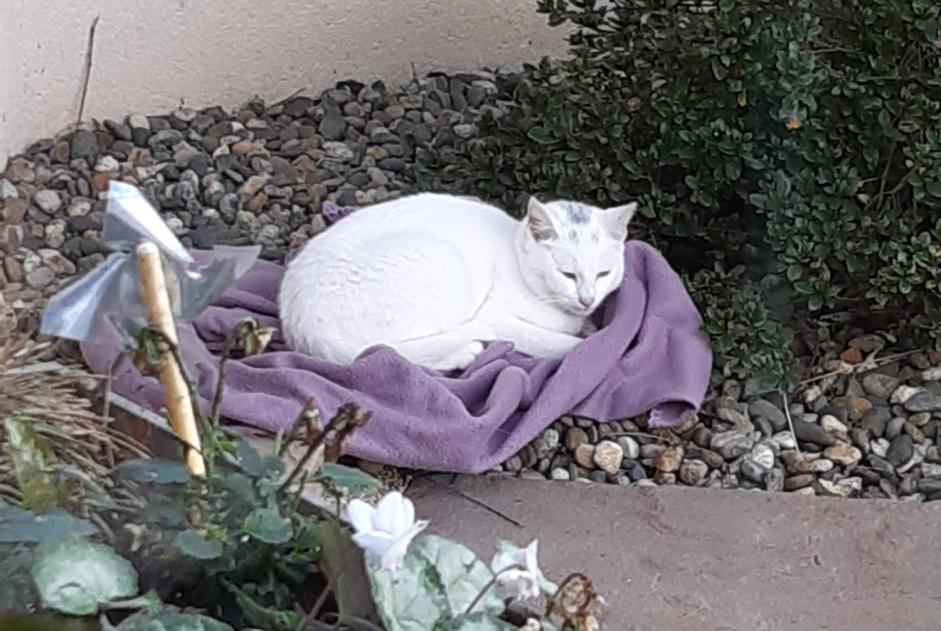 Discovery alert Cat Male Chantonnay France