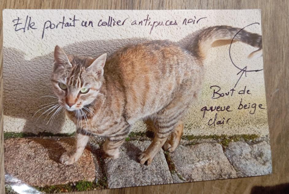 Discovery alert Cat Female Rives de l'Yon France