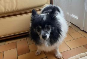 Disappearance alert Dog  Female , 5 years Breux-Jouy France