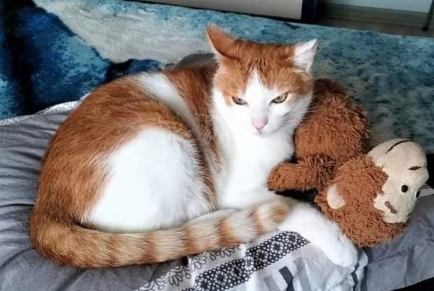 Disappearance alert Cat miscegenation Male , 10 years Saint-Laurent-sur-Mer France