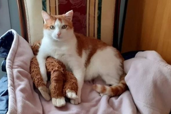 Disappearance alert Cat miscegenation Male , 10 years Saint-Laurent-sur-Mer France