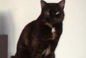 Disappearance alert Cat miscegenation Female , 4 years Sauzet France