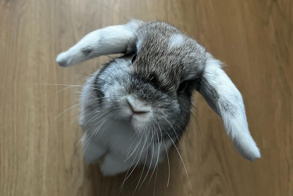 Disappearance alert Rabbit Male Angers France