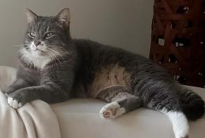 Disappearance alert Cat Male , 7 years Perigny France