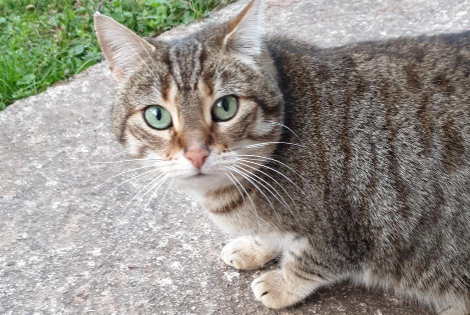 Disappearance alert Cat miscegenation Female , 7 years Bédarieux France