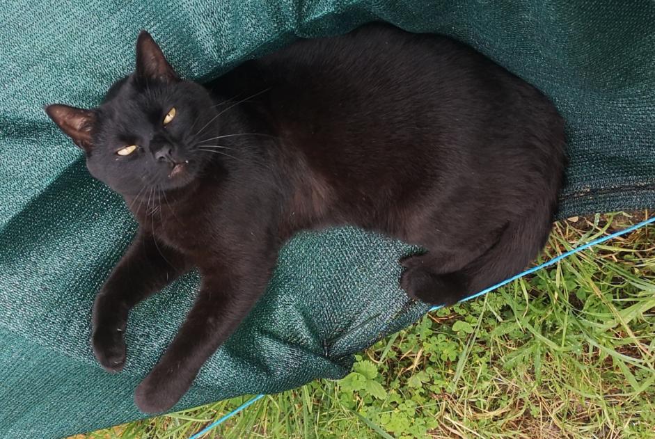 Disappearance alert Cat Male , 3 years Gièvres France