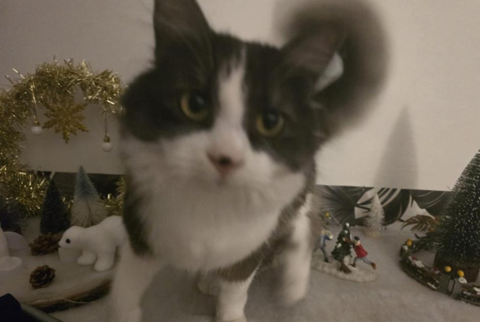 Disappearance alert Cat Male , 1 years La Roche-sur-Yon France