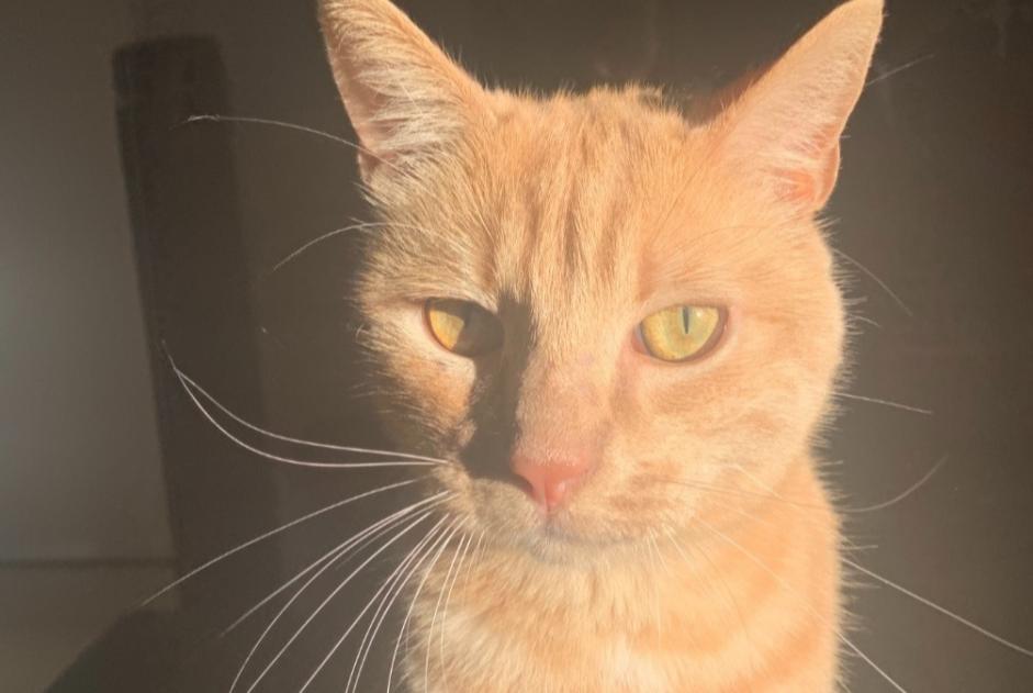 Disappearance alert Cat Male , 2 years Le Crès France