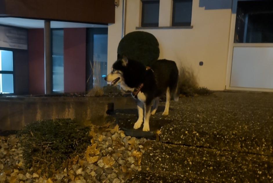 Discovery alert Dog  Unknown Haguenau France