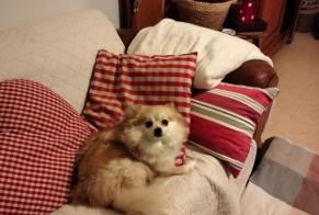 Disappearance alert Dog  Female , 9 years Aubigny-Les Clouzeaux France