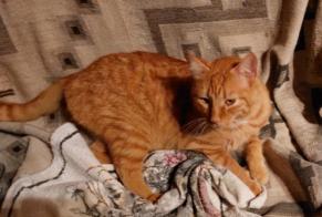 Disappearance alert Cat Male , 5 years Castanet-Tolosan France