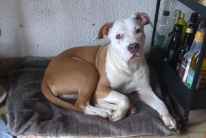 Discovery alert Dog Female Larchant France