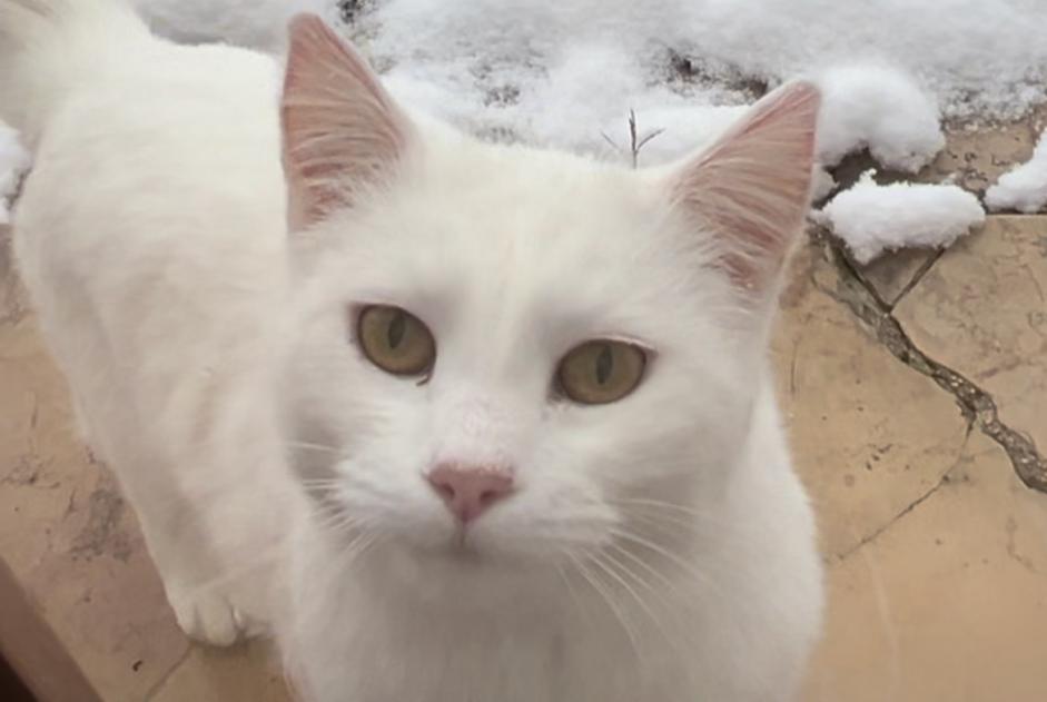 Disappearance alert Cat  Female , 6 years Menthonnex-en-Bornes France