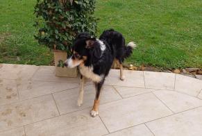 Discovery alert Dog  Male Montardon France