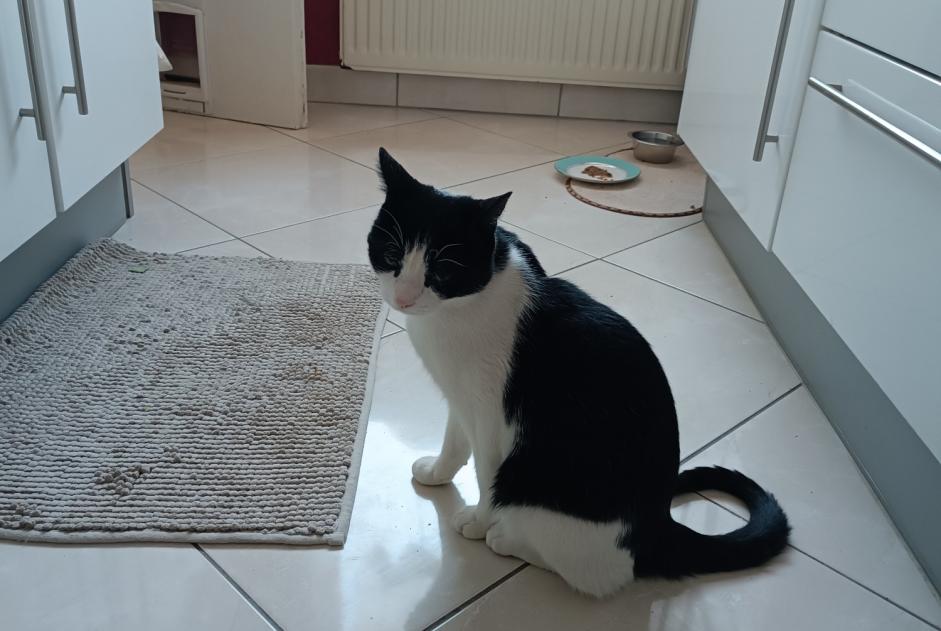 Discovery alert Cat Male Dole France