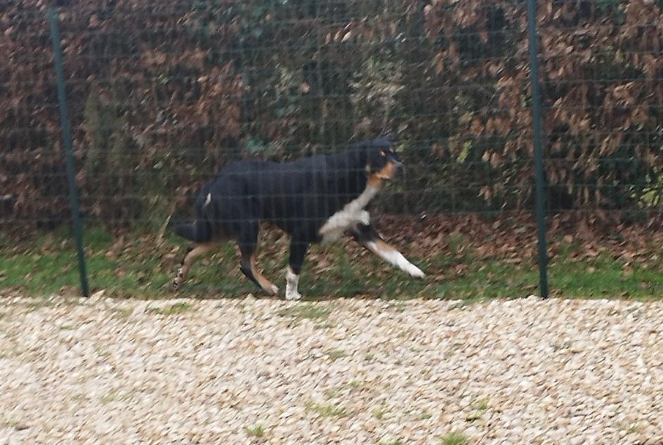 Discovery alert Dog Unknown Rueil-la-Gadelière France