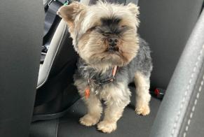 Disappearance alert Dog  Male , 12 years Saint-Genis-Laval France