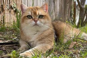 Disappearance alert Cat  Female , 6 years Gigean France