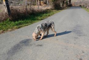 Discovery alert Dog  Male Roquecourbe France