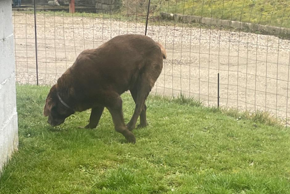 Discovery alert Dog  Female Longroy France