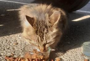 Discovery alert Cat Unknown Nîmes France