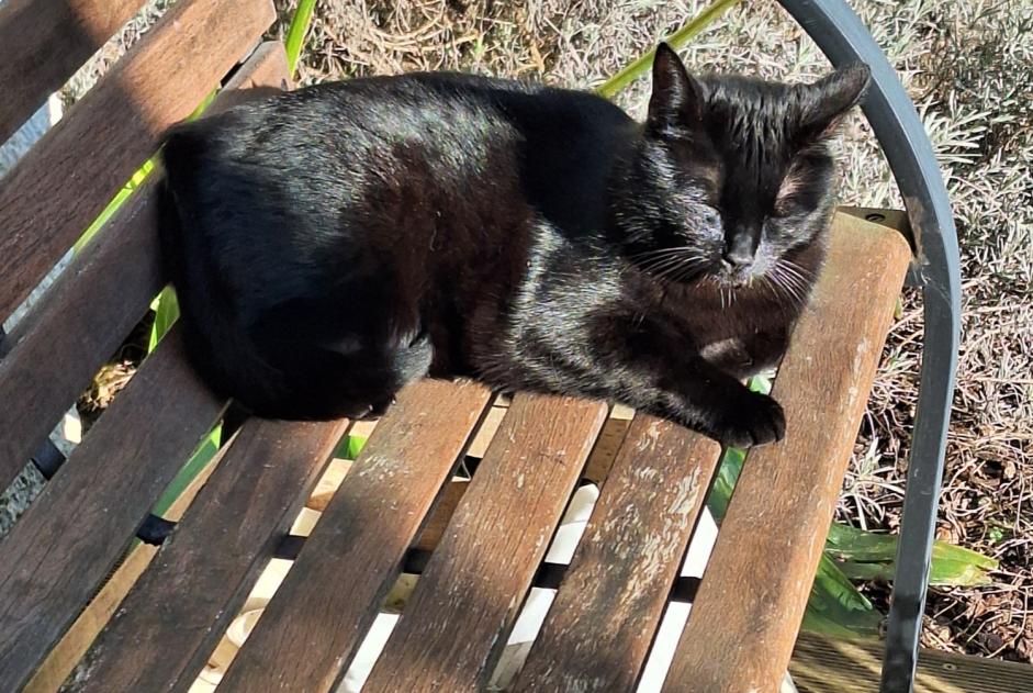 Disappearance alert Cat Male , 4 years Yerres France