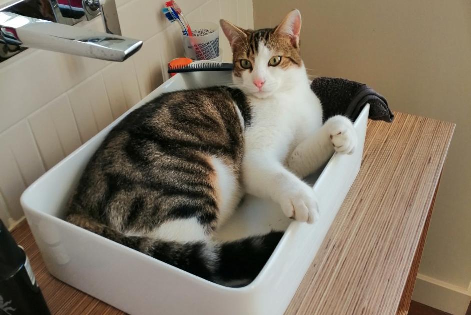 Disappearance alert Cat miscegenation Male , 1 years Agen France