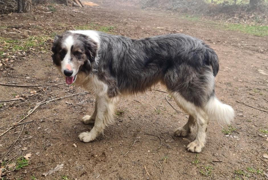 Disappearance alert Dog miscegenation Male , 15 years Saint-Just-prés-Brioude France