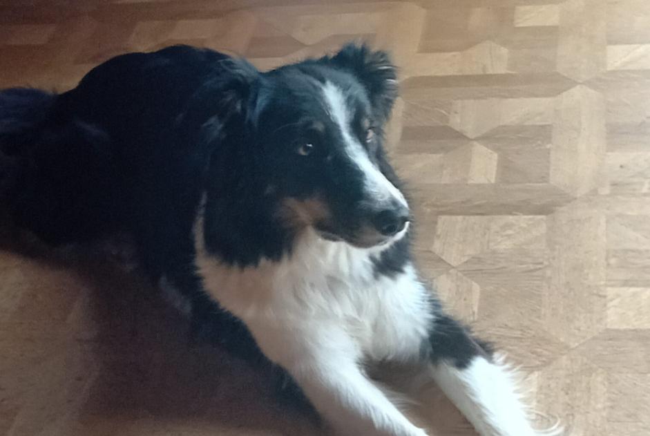 Disappearance alert Dog  Female , 6 years Hauteluce France