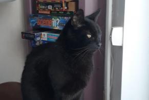 Disappearance alert Cat miscegenation Male , 12 years Villeneuve-d'Ascq France