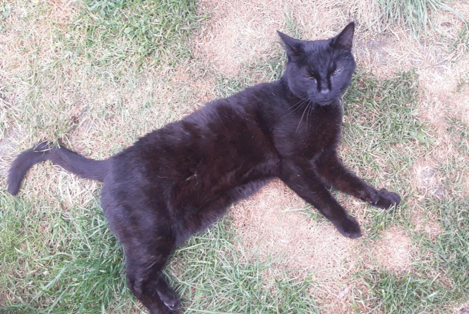 Disappearance alert Cat miscegenation Male , 12 years Villeneuve-d'Ascq France