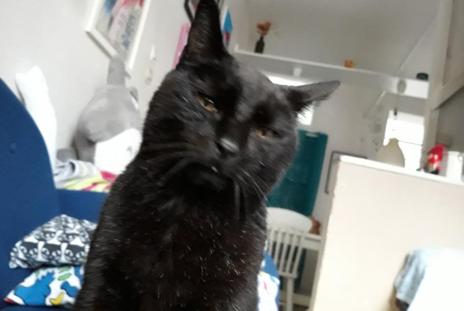 Disappearance alert Cat miscegenation Male , 12 years Villeneuve-d'Ascq France